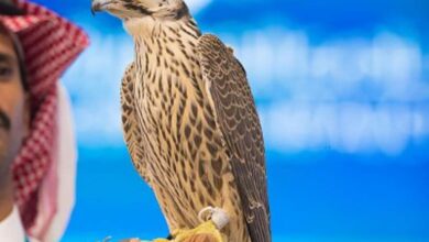 Most expensive falcon sold in Saudi Arabia, worth SR 405,000