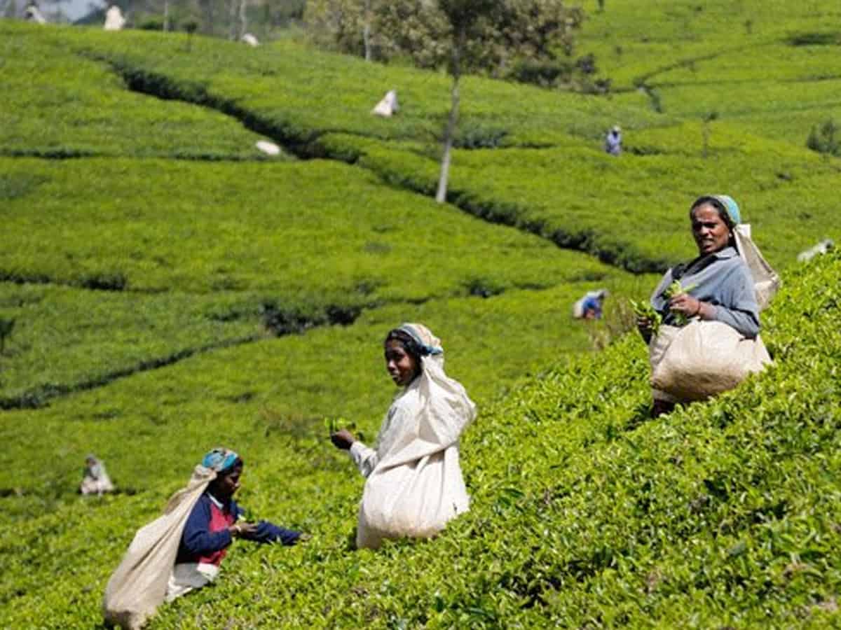 Tea exports down by 14 per cent in first seven months of 2021