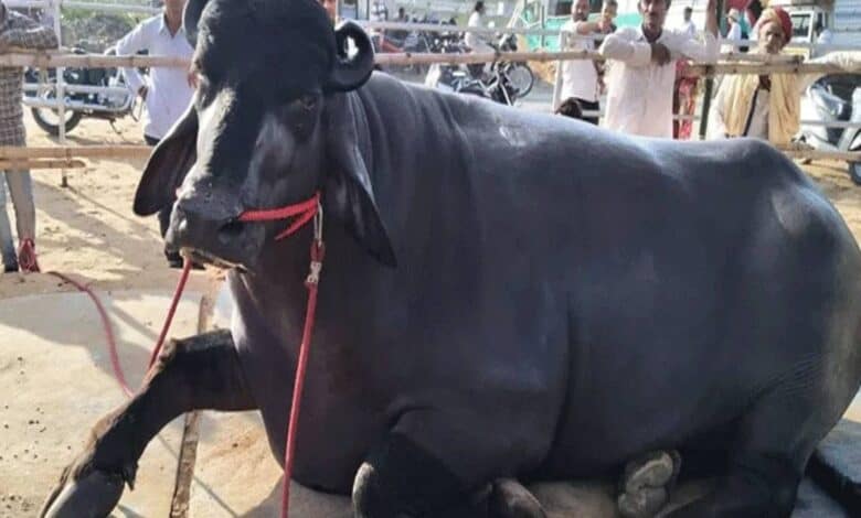 Telangana: Woman tied to pole in Warangal for stealing buffaloes