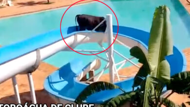Viral video: Cow escapes from slaughterhouse, rides a slide at water park