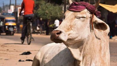 UP to start 'First in the country' ambulance service for cows