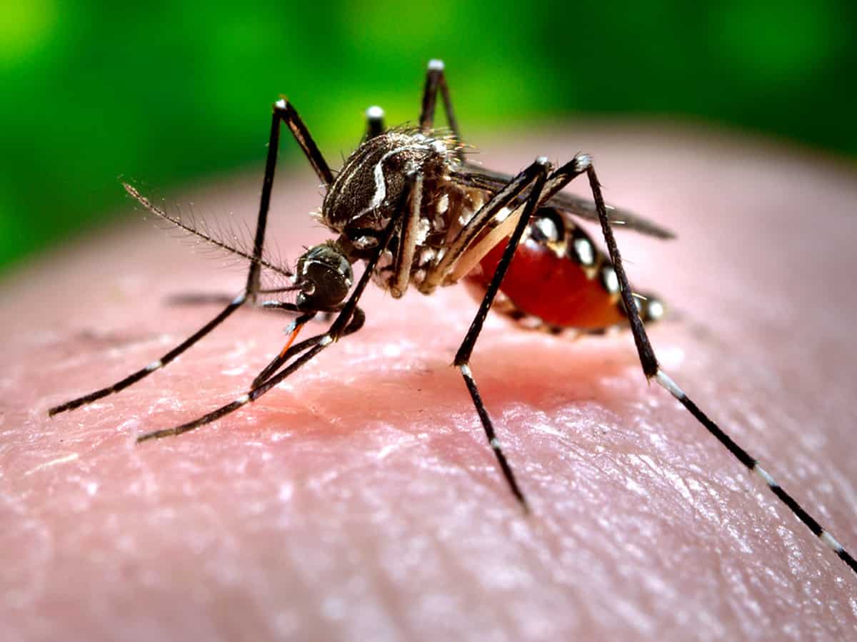 Dengue cases in Chennai spike, residents urged to remove stagnant water