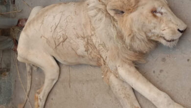 Netizens furious after visuals emerge of animals starving to death in Karachi Zoo