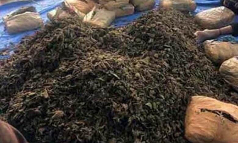Representational Image of Ganja for crime story of two apprehended for transporting drugs at MGBS