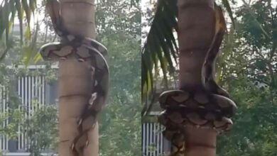PYTHON CLIMBS TREE USING A UNIQUE WAY, VIDEO GOES VIRAL