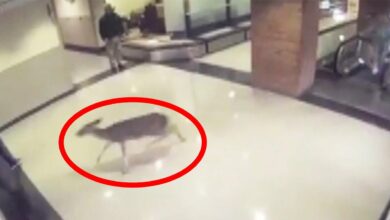 VIRAL: INJURED DEER GOES TO HOSPITAL, TAKES ESCALATOR RIDE