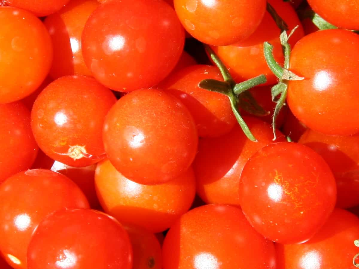 Tomato prices may stay high for another 2 months: Crisil