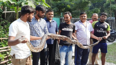 West Bengal: 10ft-long Burmese python rescued by forest officials