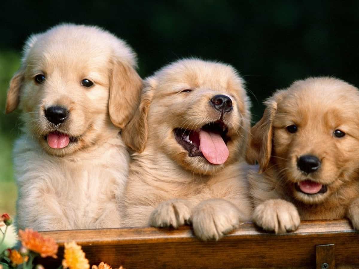 Alpha Covid variant detected in dogs, cats with severe myocarditis