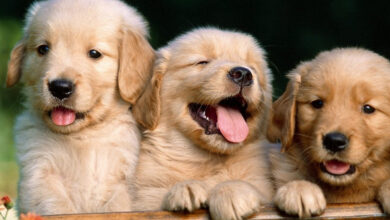 No Diwali sweets for pets, here's why