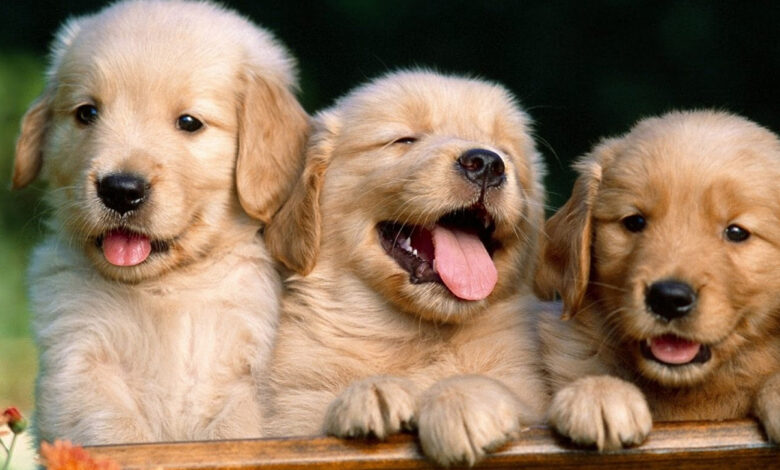 No Diwali sweets for pets, here's why