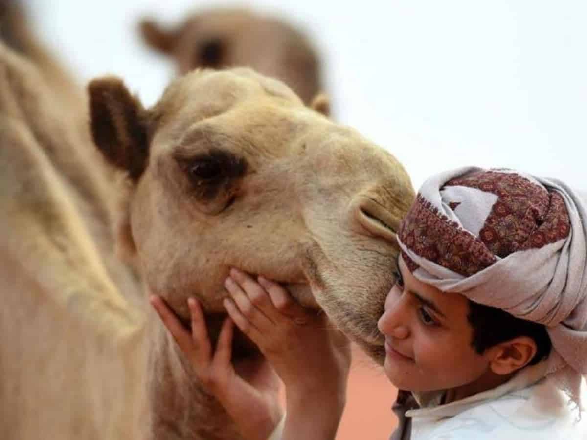 Saudi Arabia is preparing to host world's largest camel festival