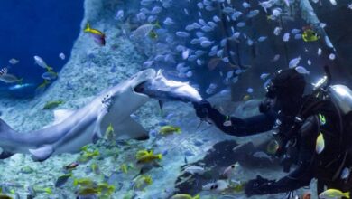 Largest aquarium in the Middle East opens today in Abu Dhabi