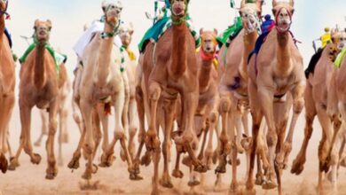More than 40 camels barred from Saudi ‘beauty’ contest over Botox