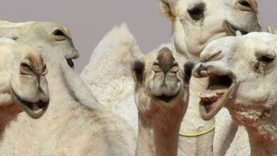 Saudi Arabia  to impose SR100,000 penalty for tampering with camel lips