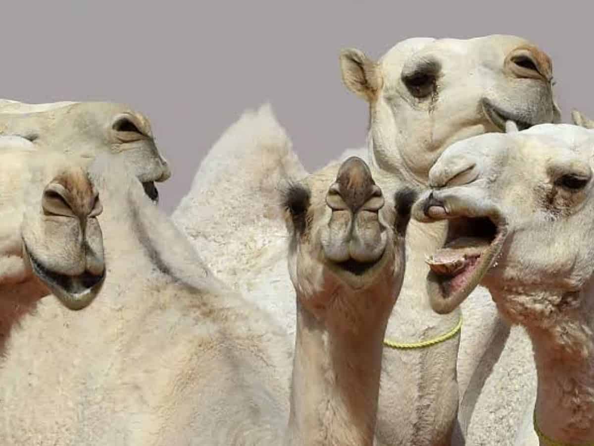 Saudi Arabia  to impose SR100,000 penalty for tampering with camel lips