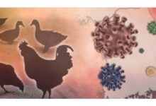 Bird flu virus detected in two poultries in Nalgonda