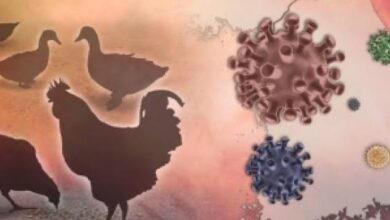 Bird flu virus detected in two poultries in Nalgonda