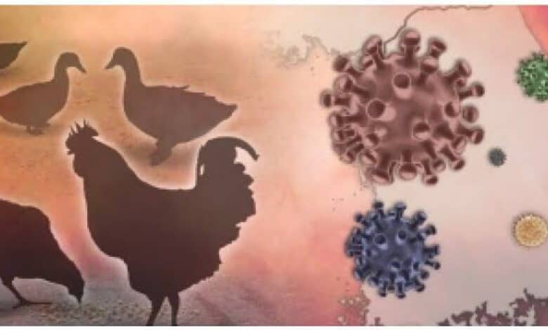 Bird flu virus detected in two poultries in Nalgonda