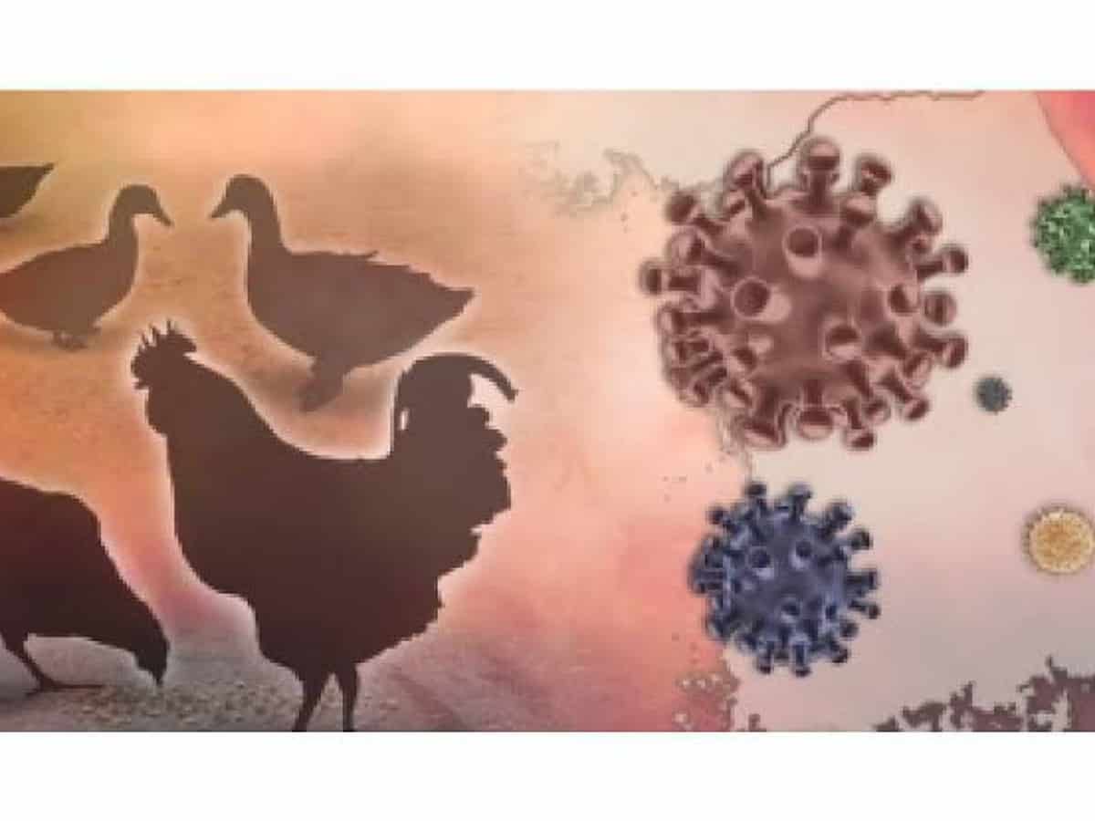 Bird flu virus detected in two poultries in Nalgonda