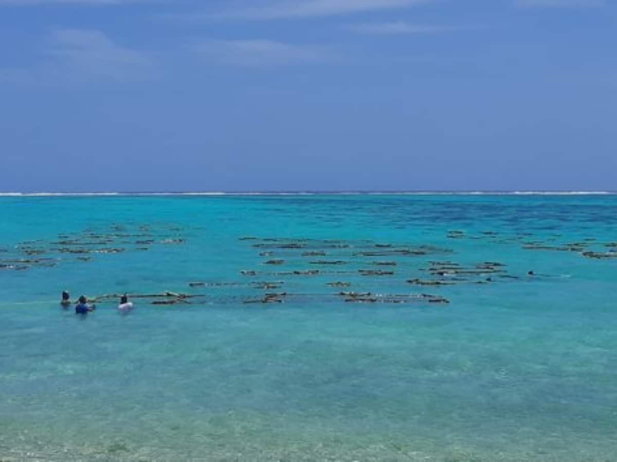 Israeli researchers develop way to harvest electrical current from seaweed