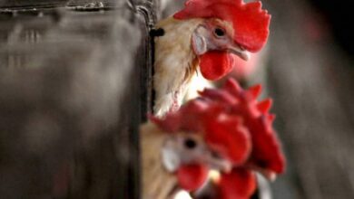 UAE lifts ban on imports of poultry from India after five years