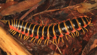 Australia: World's leggiest millipede with 1,306 legs discovered