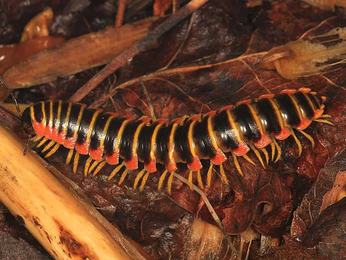 Australia: World's leggiest millipede with 1,306 legs discovered