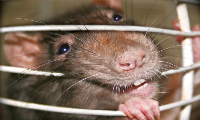 Telangana: Rats bite patient at government hospital in Kamareddy, condition stable
