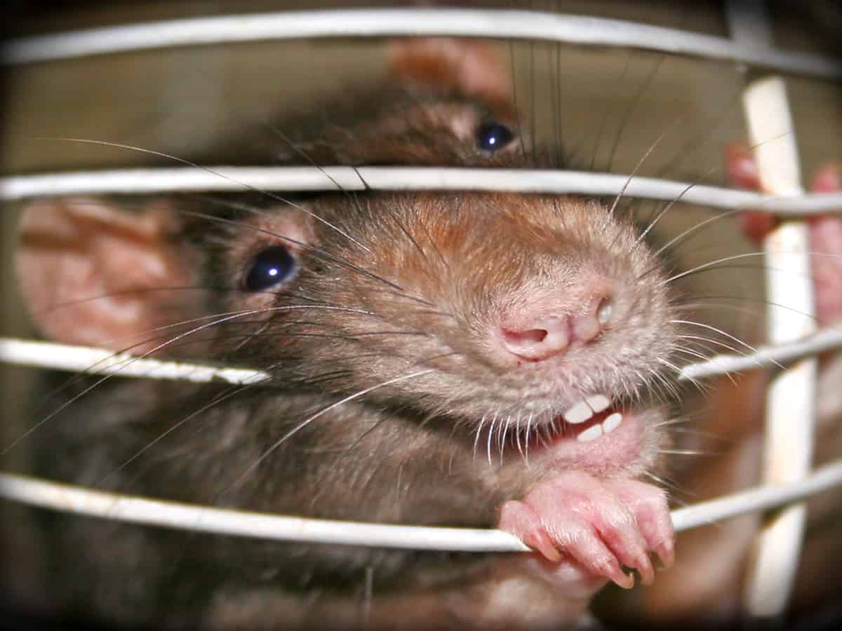 Telangana: Rats bite patient at government hospital in Kamareddy, condition stable