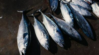 Telangana Govt launches mobile fish-on-wheel outlets