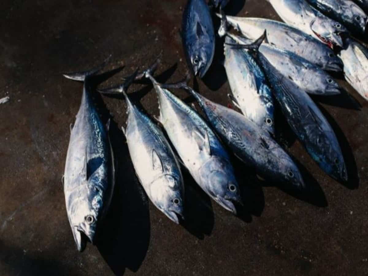 Telangana Govt launches mobile fish-on-wheel outlets
