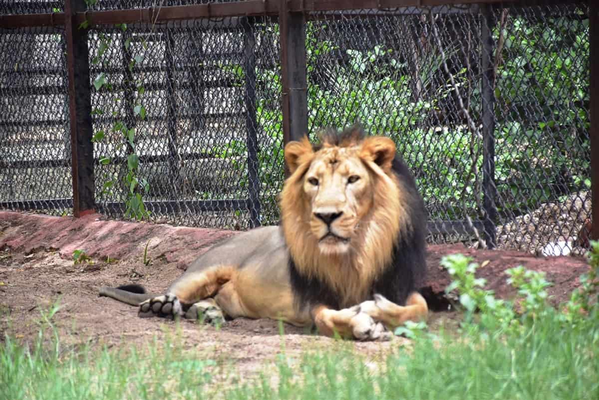 Upasana adopts pair of Asiatic lions at Hyderabad Zoo.