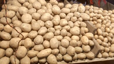 Telangana ban on Potato supply from UP and the assembly elections