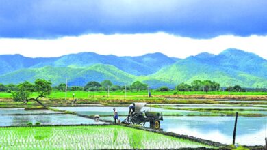 Telangana farmers switch to alternate crops