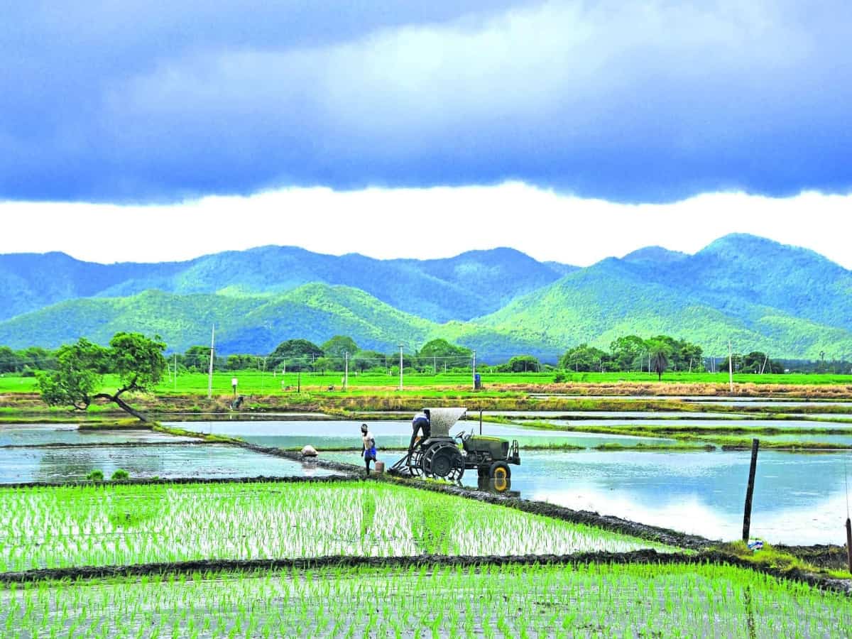 Telangana farmers switch to alternate crops