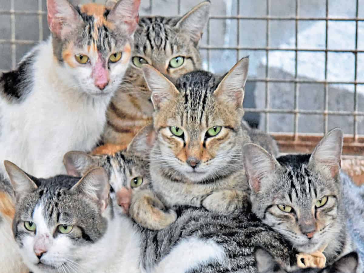 Uttar Pradesh: 'Cat fight' lands eight in hospital
