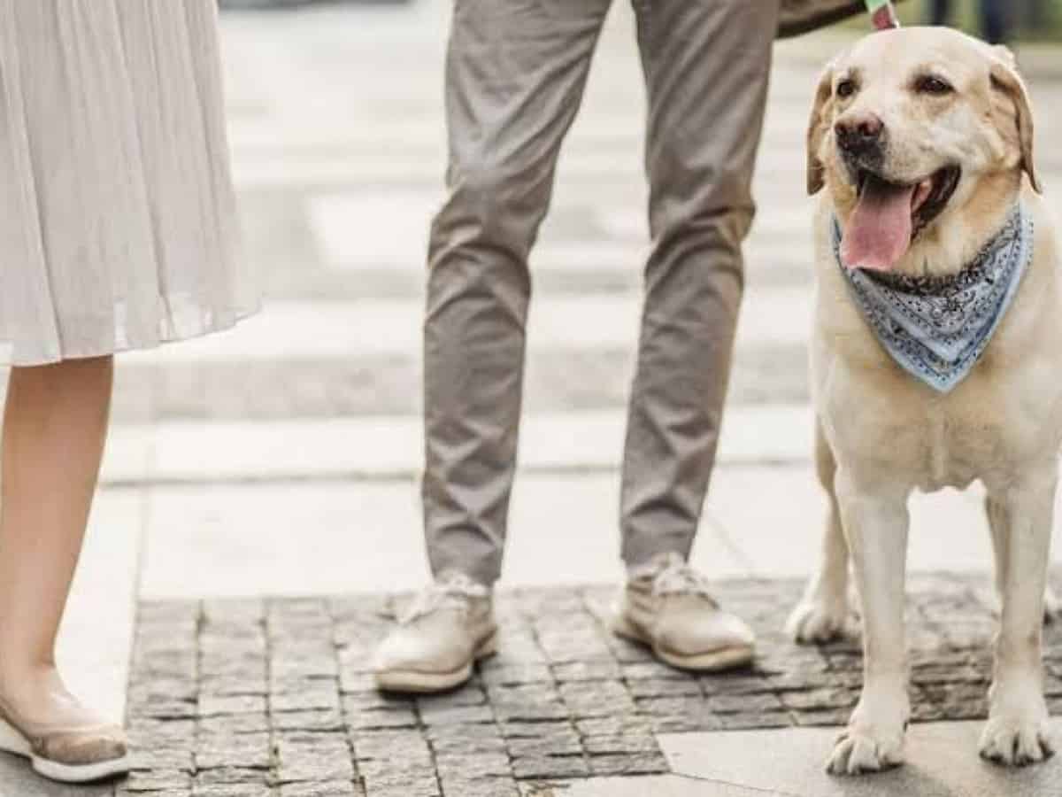 Spain to allow pet custody to couples in case of divorce