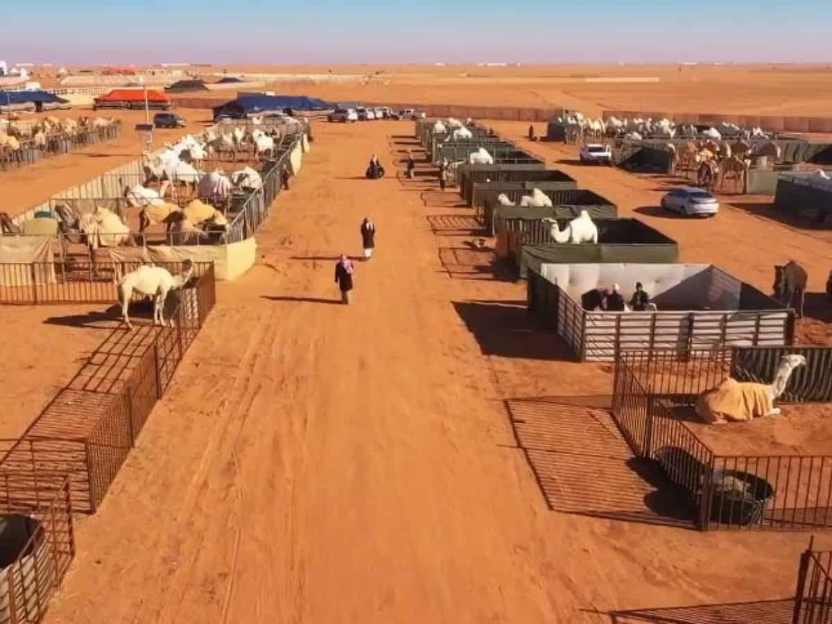 Watch: World's first hotel for camels in Saudi Arabia