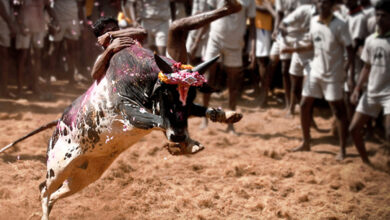 Riveting 'Alanganallur' Jallikattu enthralls, bulls and men in race