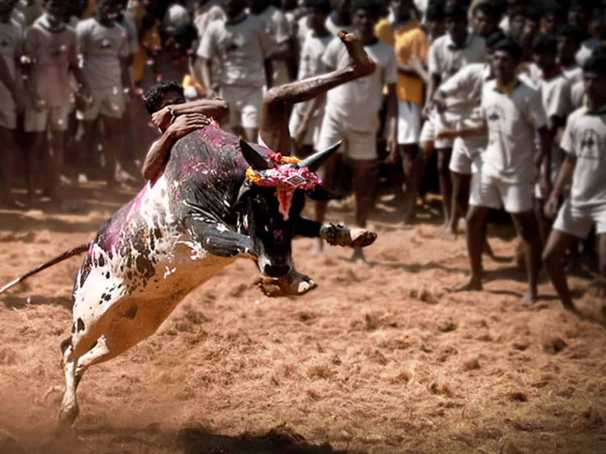 Riveting 'Alanganallur' Jallikattu enthralls, bulls and men in race