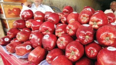 Iranian apple imports sound death knell for Kashmir apple industry
