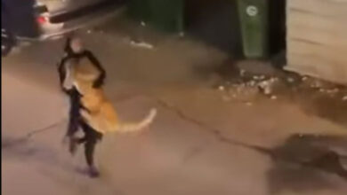 Video: Girl seen catching escaped lion in Kuwait