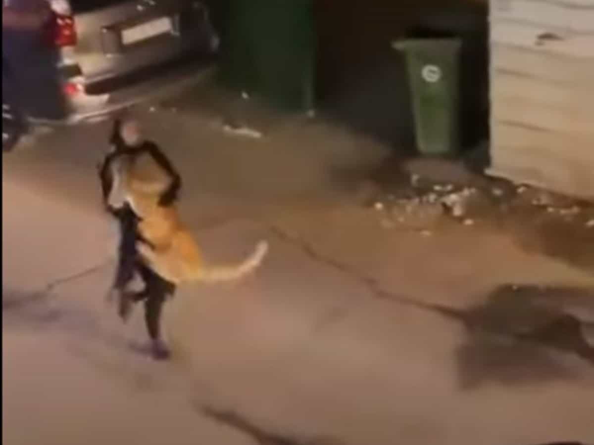 Video: Girl seen catching escaped lion in Kuwait