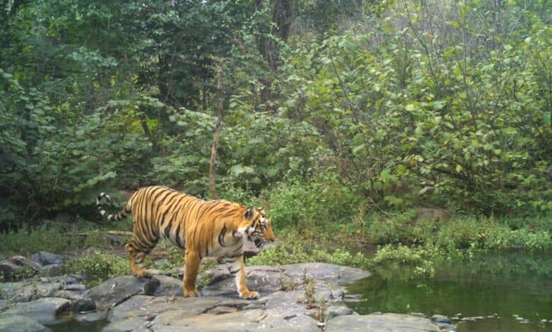 Telangana: Tigers go missing in Kagaznagar Corridor, officials on high alert