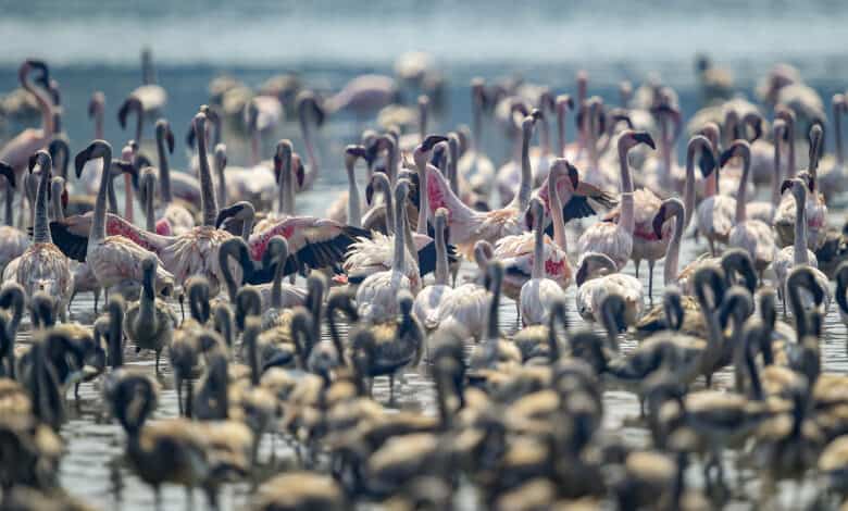 In Pics: World Wetlands Day