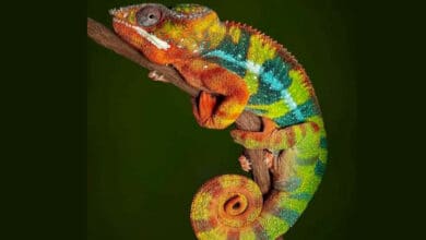 Mocking KCR on his birthday, Revanth Reddy posts pic of chameleon
