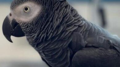 UAE: Indian expat offers Rs 81K reward for missing African grey parrot