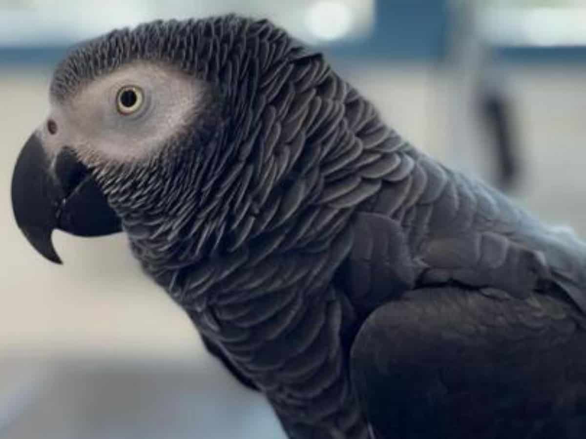 UAE: Indian expat offers Rs 81K reward for missing African grey parrot