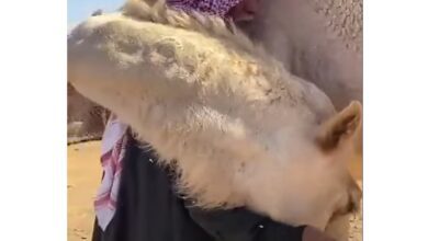 Watch: Camel embrace ex-owner upon meeting him in Saudi Arabia